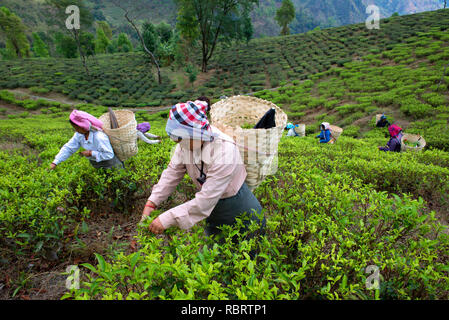 Tea pluckers are at work in Makaibari Tea Estates. Stock Photo