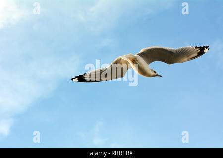 Closeup of Single Seagull Flying on Sunny Day Stock Photo