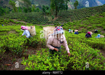 Tea pluckers are at work in Makaibari Tea Estates. Stock Photo