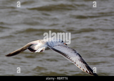 Closeup of Single Seagull Flying Over Water Stock Photo
