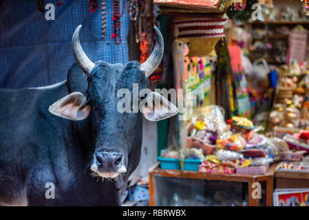 A cow looks on adjacent to a souvenir shop in the narrow lanes near Kashi Vishwanath temple in Varanasi India. Stock Photo