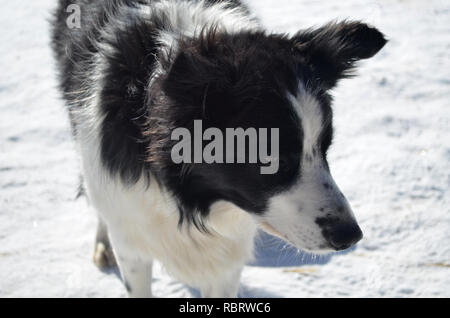 Sweet faced border collie dog in the winter. Stock Photo