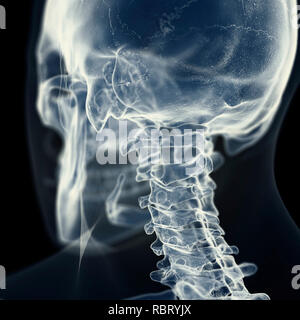 Illustration of the cervical spine. Stock Photo