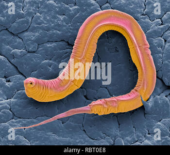 Caenorhabditis elegans worm, coloured scanning electron micrograph (SEM). C. elegans is a soil-dwelling hermaphrodite nematode worm and one of the most studied animals in biological and genetic research. A tendency to reproduce by self-fertilisation (resulting in identical offspring), along with the short time taken to reach maturity, make this tiny worm an ideal subject. Magnification: x1300 when printed at 10 centimetres wide Stock Photo