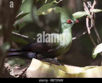 Green Turaco (Tauraco persa) Stock Photo