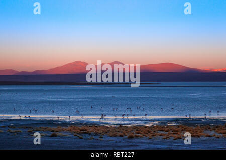 A group of flamingoes feed at the edge of a high altiplano lake as the sun sets and twilight turns the mountains red and orange. Stock Photo