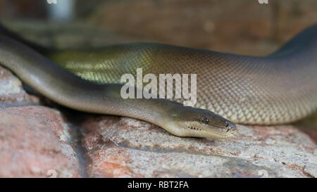 Close-up view of an Olive Python or Liasis olivaceus in Australia Stock Photo