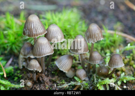 Mycena stipata, known as clustered pine bonnet,.wild mushroom from ...