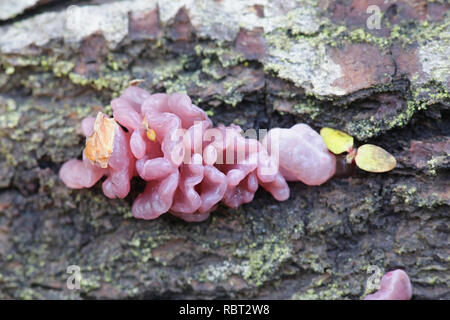 Ascocoryne sarcoides, known as jelly drops or the purple jellydisc Stock Photo