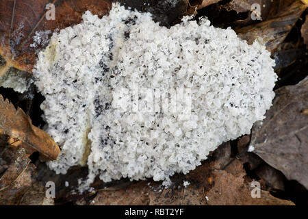 Dog sick slime mould or dog sick fungus, Mucilago crustacea Stock Photo ...