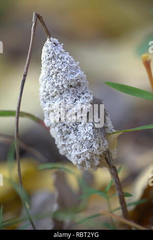 Dog sick slime mould or dog sick fungus, Mucilago crustacea Stock Photo -  Alamy