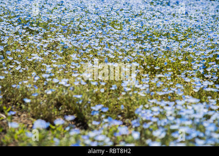 Nemophila flowers at Hitachi Seaside Park, Japan (Baby blue eyes) Stock Photo