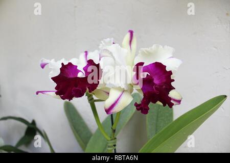 Flor roxa hi-res stock photography and images - Alamy