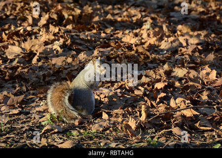 Squirrel on Ground Among Leaves In Park Stock Photo