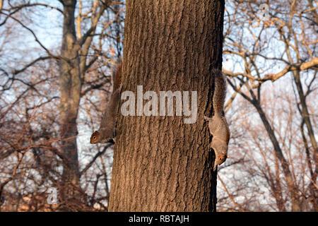 Two Squirrels On Tree Trunk Stock Photo