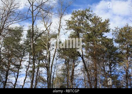 A strand of adult Virginia pine (Pinus virginiana) trees in Pennsylvania. Stock Photo