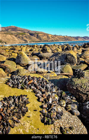 Mussel Beach Stock Photo