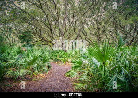 A path in the Live Oaks on Cumberland Island, GA Stock Photo