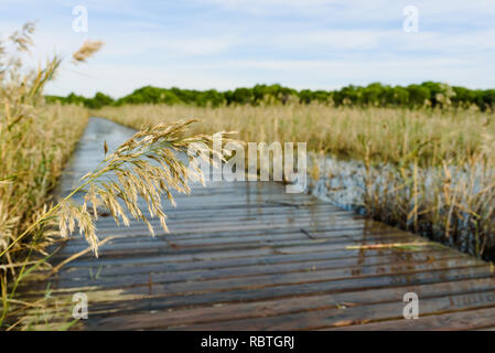 Reed seeds protruding from a flooded lake next to a floating wooden walkway in the natural park of Albufera de Valencia, spain. Stock Photo