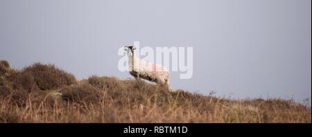 Wild sheep with black face and horns dramatically posing on the horizon of a moor against a grey sky, looking at the camera Stock Photo