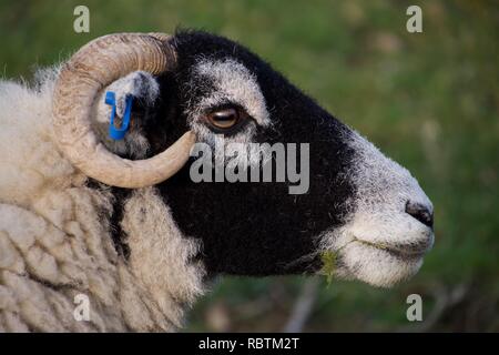 Close up of the head of a black faced sheep with horns, chewing grass with some grass or moss hanging out of its mouth Stock Photo