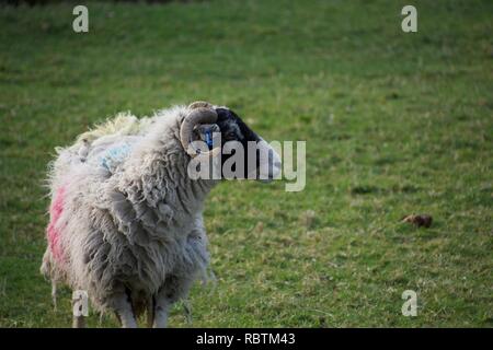 A white sheep with a black face poses in a field, striking against the green grass. She has horns and red and blue marks on her fleece. Stock Photo