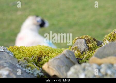 Focus on a lichen and moss covered dry stone wall with a sheep in the background. Typical scene of the North of England. Stock Photo