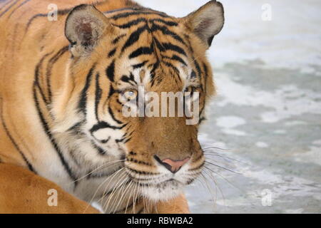 Royal Bengal tiger in Bangladesh Stock Photo