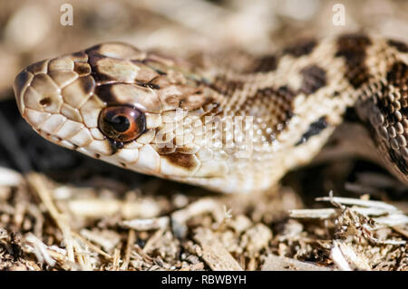 Adult Pacific Gopher Snake (Pituophis catenifer catenifer) head. Stock Photo