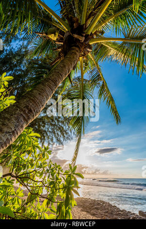 Palm tree with vegetation and waves on Sunset Beach on the North Shore of Oahu, Hawaii Stock Photo