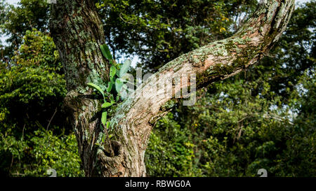 A nice photograph of a epiphyte on an old tree in tropical Costa Rica Stock Photo