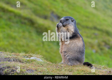 Alpine Marmot, Marmota marmota, Hohe Tauern National park, Austria Stock Photo