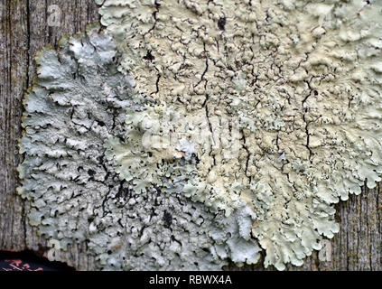 Lichen -Physcia caesia growing on wooden tree trunk used as bird perch and therefore nutrient rich located at Bracelet Bay on the Gower, Swansea Stock Photo