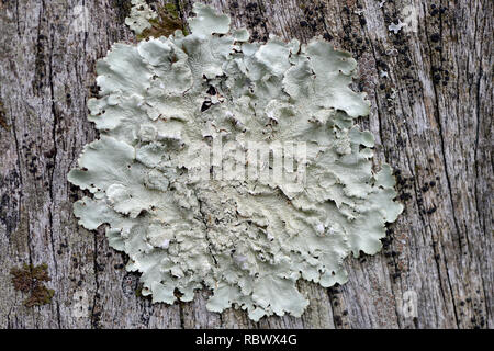 Lichen -Physcia caesia growing on wooden tree trunk used as bird perch and therefore nutrient rich located at Bracelet Bay on the Gower, Swansea Stock Photo