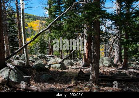 Abineau Trail is a steep 1,800 foot climb over two miles up the slopes of the San Francisco Peaks through Abineau Canyon. The trail meets the Waterline Trail at the top, which can be followed down to Bear Jaw Trail to return to the trailhead. Each leg of the loop is around two miles long, plus a 0.4 mile connector trail from the trailhead to the loop, making a total loop hike of seven miles. The loop is one of the quintessential autumn hikes in the San Francisco Peaks. Aspens along all three legs of the loop turn gold, and falling leaves carpet the forest floor and decorate the conifers.  A st Stock Photo