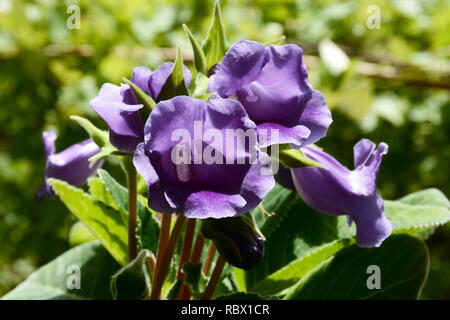 Purple flowers of gloxinia, Violet gloxinia. Decorative flower Gloxinia.