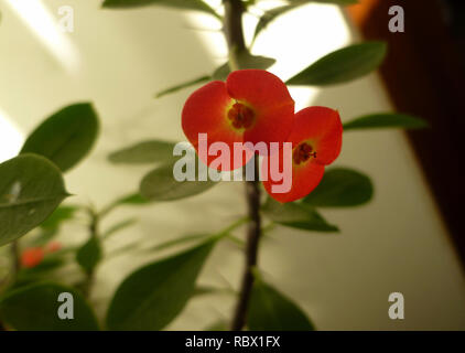 Euphorbia Mil flower, Crown of Thorns flower or Christ Thorn flower Stock Photo