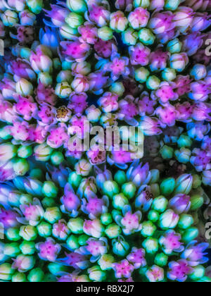 Fine art still life surrealistic color macro of evolving buds from a stonecrop plant in painting style Stock Photo