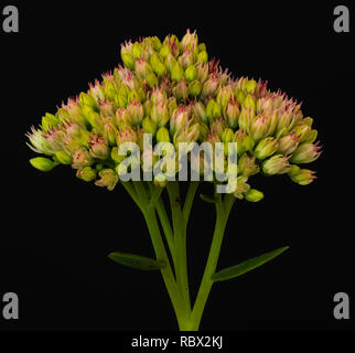 Fine art still life floral color macro of a single isolated stonecrop flower with evolving buds and leaves on black background with detailed structure Stock Photo