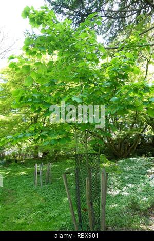 Acer tegmentosum - Morris Arboretum - DSC00445. Stock Photo