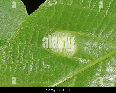 Aceria erinea (Eriophyidae sp.) gall Nijmegen the Netherlands - 2. Stock Photo