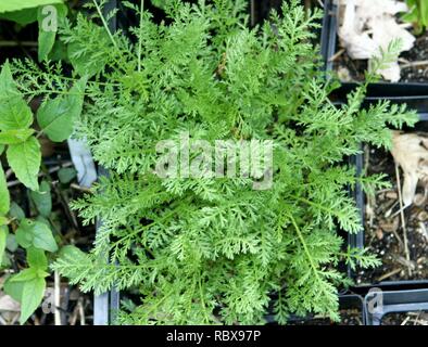 Achillea nobilis foliage. Stock Photo