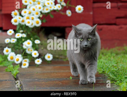 Blue norwegian forest cat female walking along the pavement  towards the photographer Stock Photo