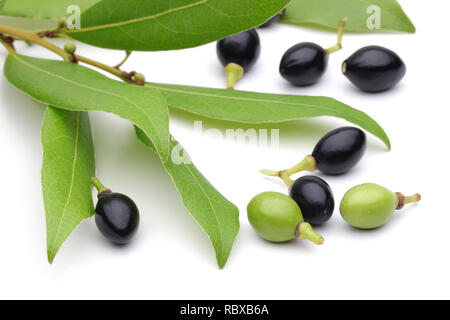 Laurel leaves and fruit isolated on white background Stock Photo