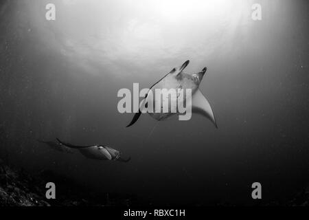 Mantas dancing Stock Photo