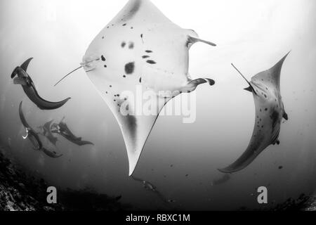 Mantas dancing Stock Photo