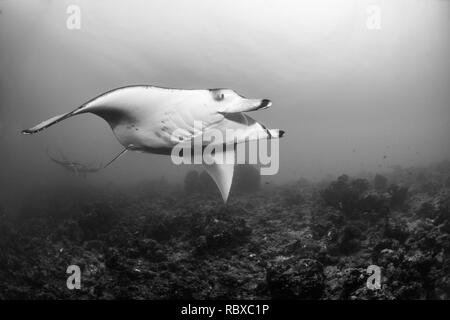 Mantas dancing Stock Photo