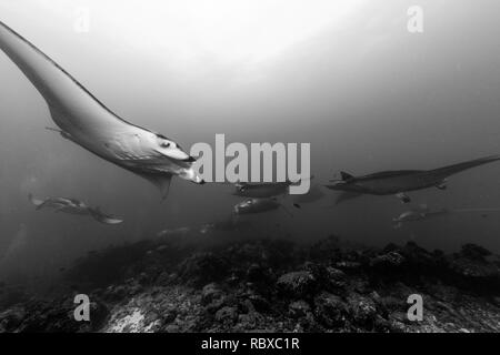 Mantas dancing Stock Photo