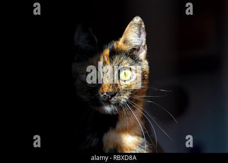 View of tortoise cat on black background Stock Photo