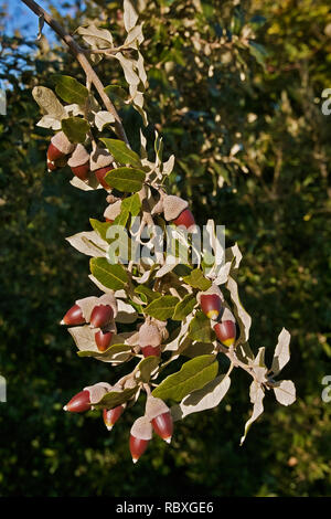 leaves and fruit (acorns) of holly oak or holm oak, Quercus ilex, fagaceae Stock Photo